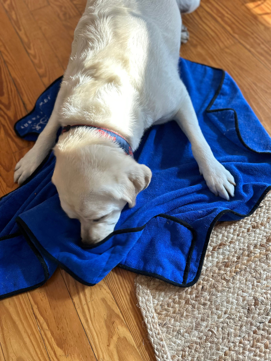 Why the Treat Towel Is a Great Enrichment Toy for Senior Dogs